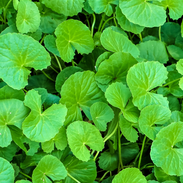 Sarawathi leaf powder (Gotukola leaf) – sanathana organic farms